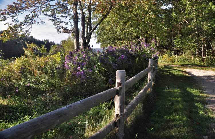 fence and trees